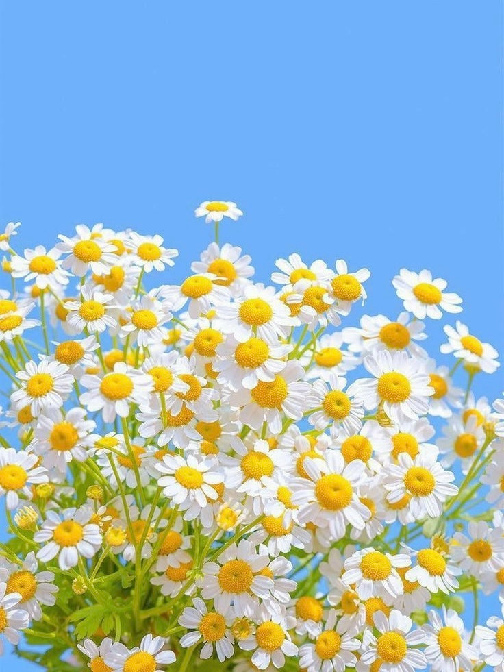 Daisy Bracelet