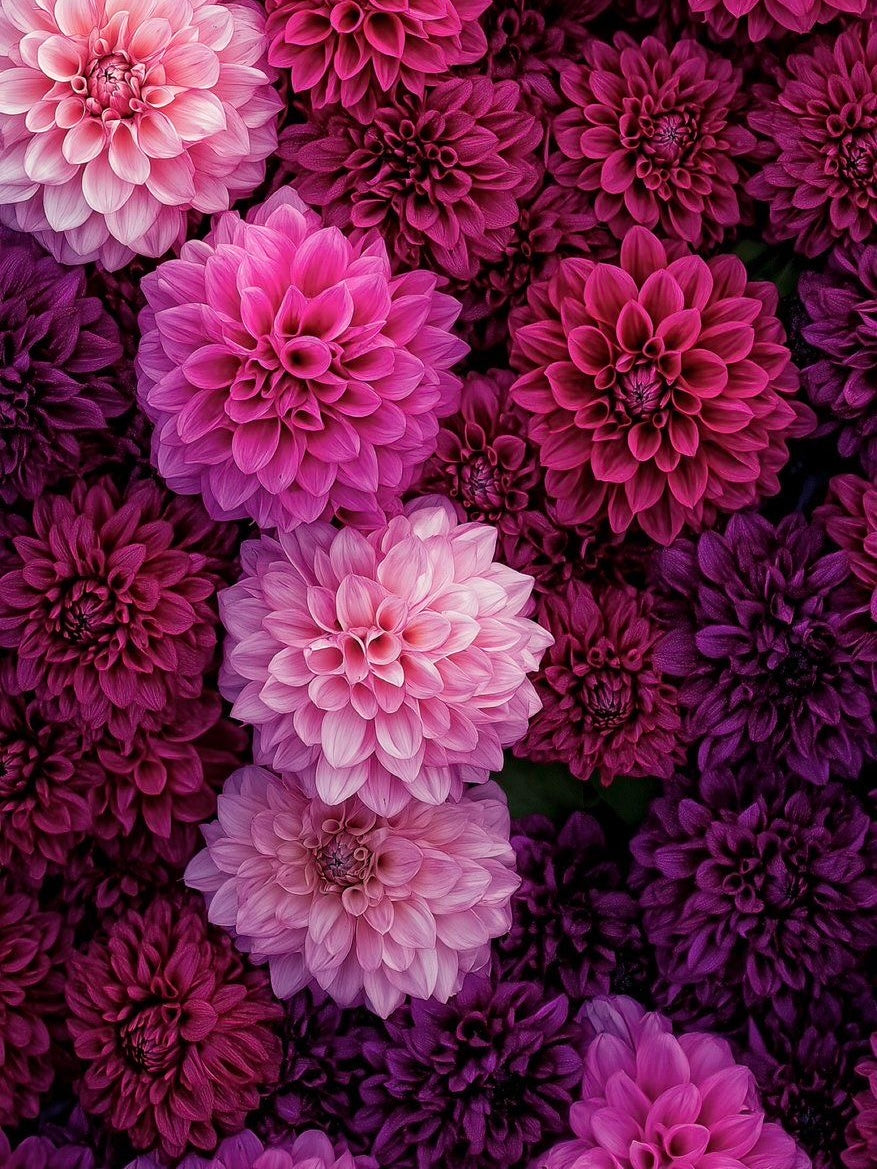 Dahlia Bracelet