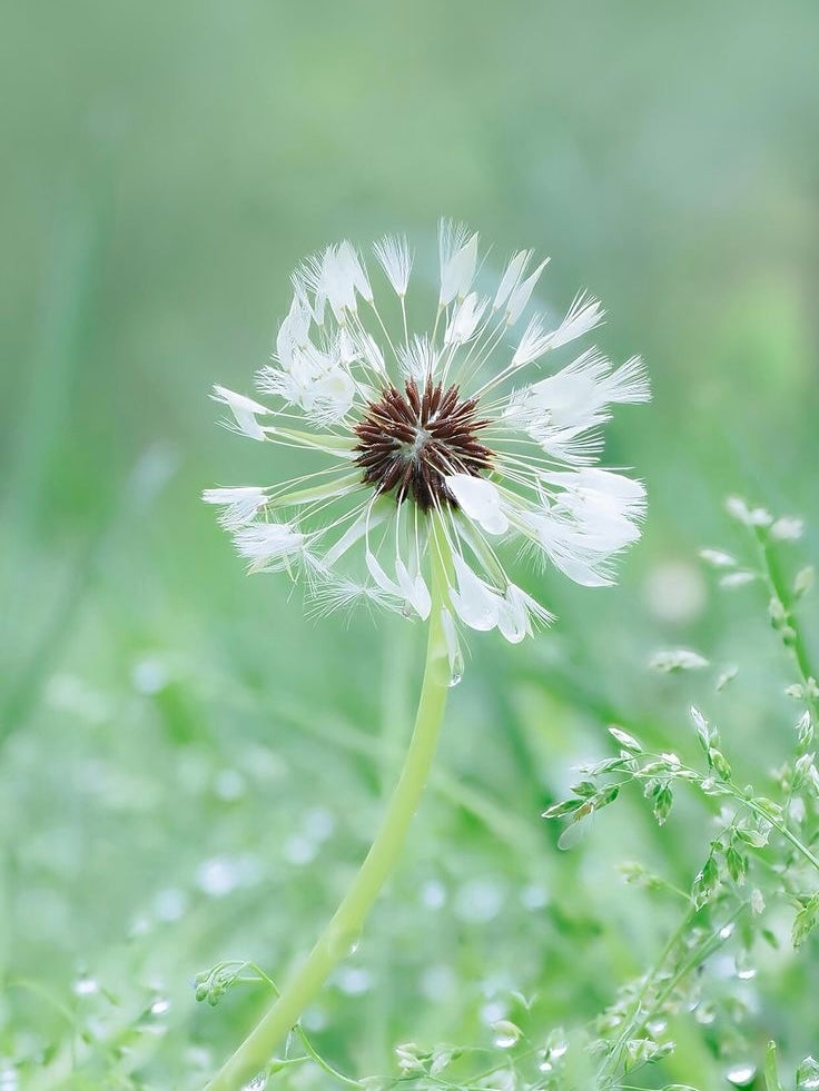 Dandelion Bracelet