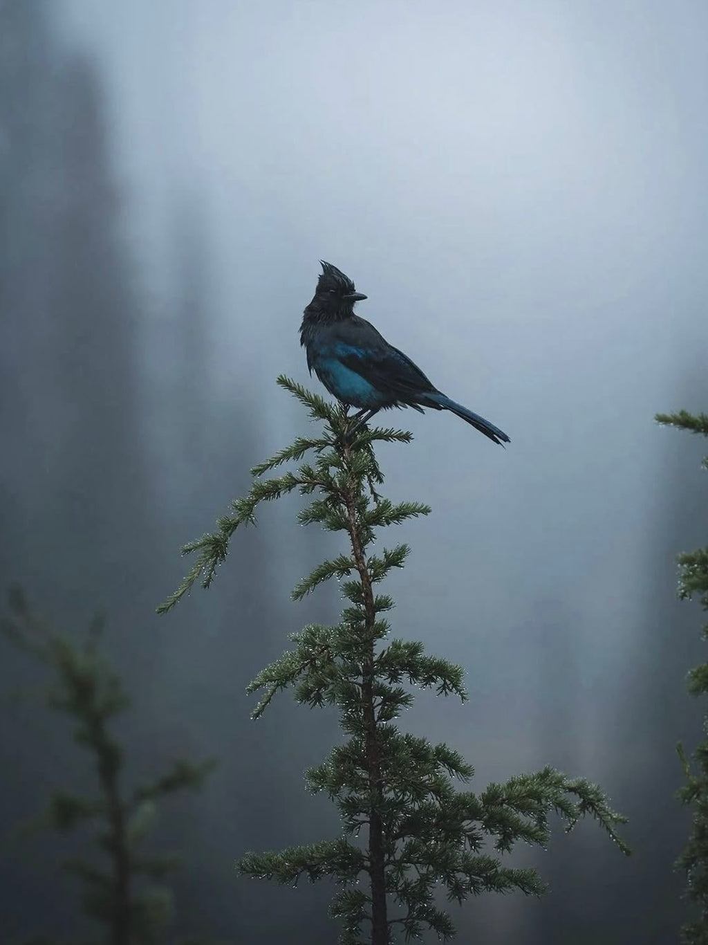 Raven Bracelet