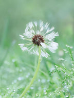 Baby Dandelion Bracelet